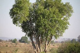 Falcon's Claw Acacia