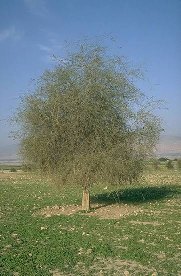 Gum Arabic Tree
