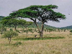 Umbrella Thorn