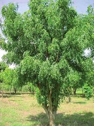 Neem Tree