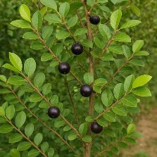 Bird Plum