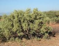 Shepherd's Tree