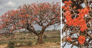 Red Hot Poker Tree, Flame Tree