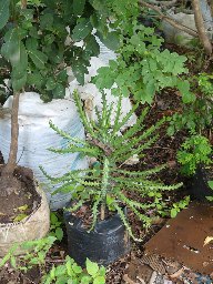 Tana River Euphorbia