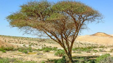 Apple-ring Acacia