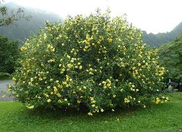 Savanna Gardenia