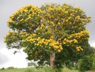 Sausage Tree