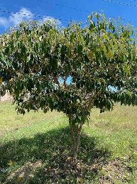 Persian Lilac, Chinaberry