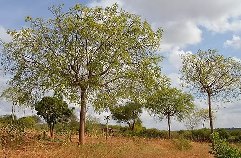 Makueni Millettia