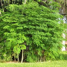 Horseradish Tree / Miracle Tree