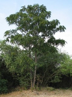 Tana River Poplar