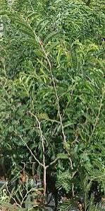 Toothbrush Tree