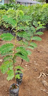 Tamarind