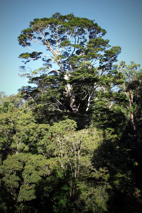 Teak