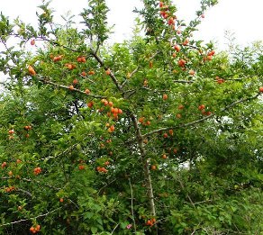 Spanish Tamarind