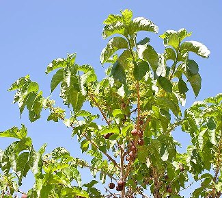 Black Plum