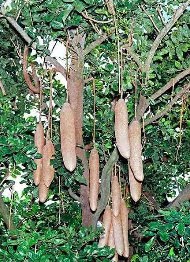 East African Greenheart / Pepper-bark Tree