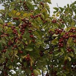 Buffalo Thorn